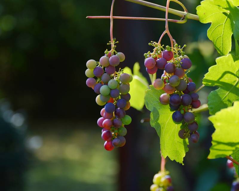 Où gouter le nouveau beaujolais nouveau BBB en 2024 dans la région Rhône Alpes ?