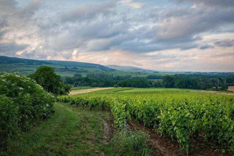 Prix du verre d'un beaujolais nouveau dans une cave à vin à Belleville en Beaujolais proche Pierre Dorées